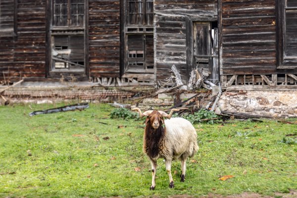 Büyükada Rum Yetimhanesi - 18 Ocak 2026